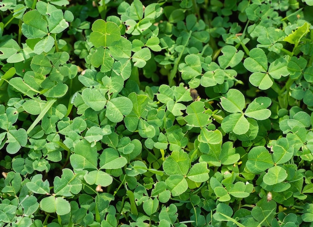 Clover Texture