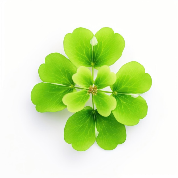 Cloverleaf on white background