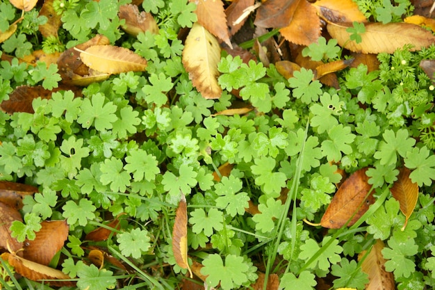 Photo clovers and wet leaves