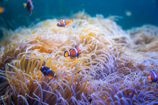 Clown or Anemone Fish swim around Sea Anemones in the sea.