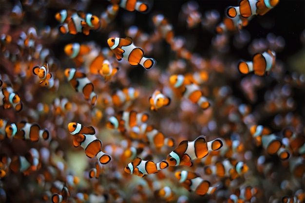 광대 말미잘 amphiprion ocellaris