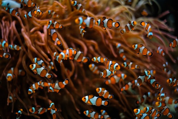 Clown anemoonvis amphiprion ocellaris