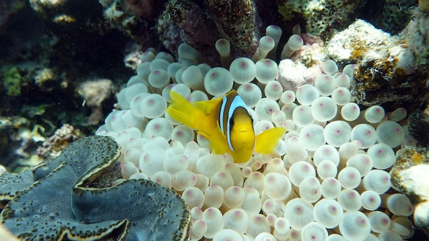 Clown fish amphiprion (Amphiprioninae). Red sea clown fish. Nemo .