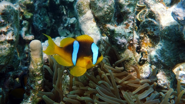 Clown fish amphiprion (Amphiprioninae). Red sea clown fish. Nemo .