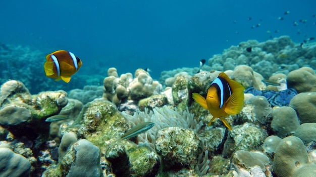 Anfiprione di pesce pagliaccio (amphiprioninae). pesce pagliaccio del mar rosso. nemo.