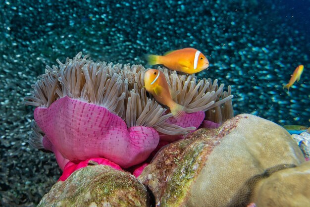 Foto pesce clown in anemone