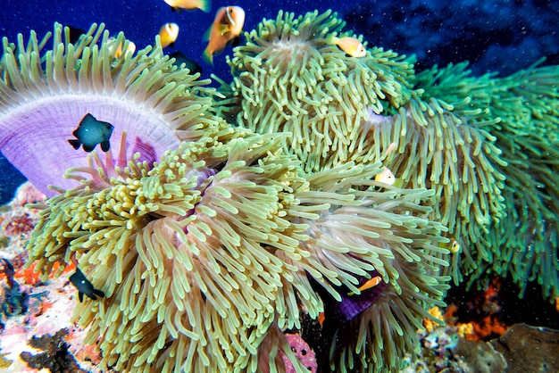 Clown fish in anemone