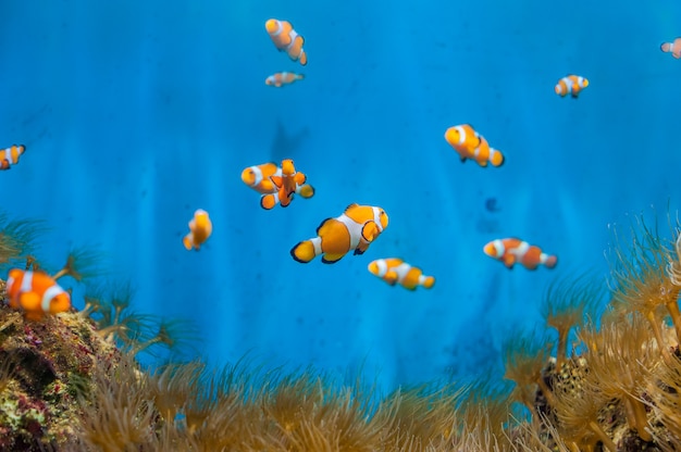 Clown fish and anemones on a blue background