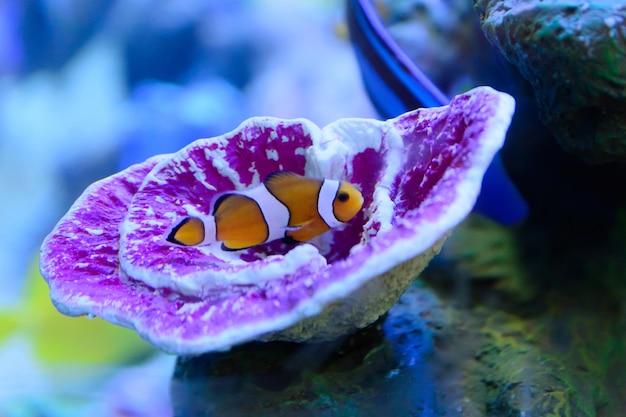 Foto pesce clown pesce clown il pesce senza paura dell'oceano sorprendentemente questi carini piccoli colorati