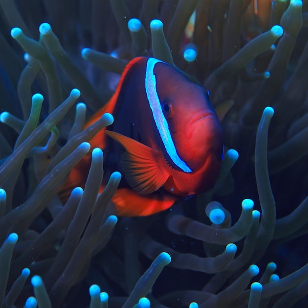 рыба-клоун коралловый риф / макро подводная сцена, вид на коралловых рыб, подводное плавание