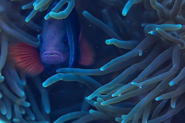 clown fish coral reef / macro underwater scene, view of coral fish, underwater diving