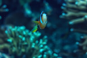 Foto pesce pagliaccio barriera corallina / macro scena subacquea, veduta di pesci corallini, immersioni subacquee