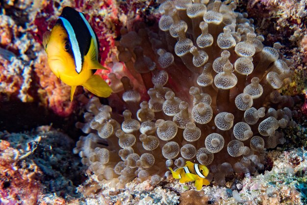 Photo clown fish inside red anemone in indonesia