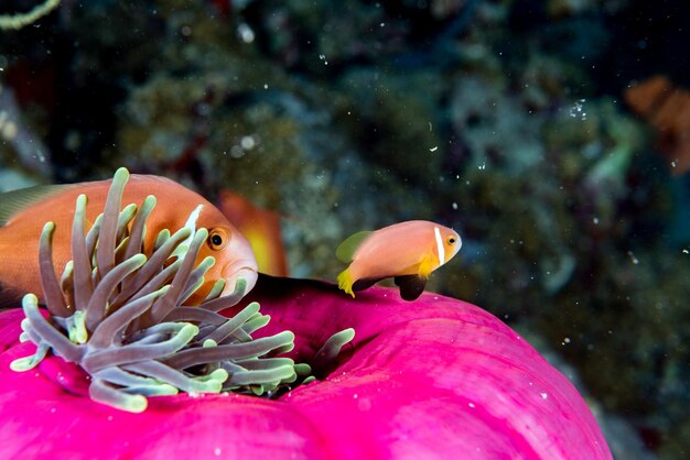 Foto pesce clown all'interno dell'anemone rossa in indonesia