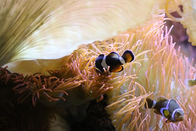 Photo clown fish swimming by coral in sea