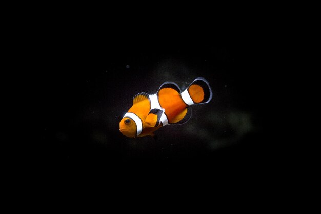 Photo clown fish swimming in tank