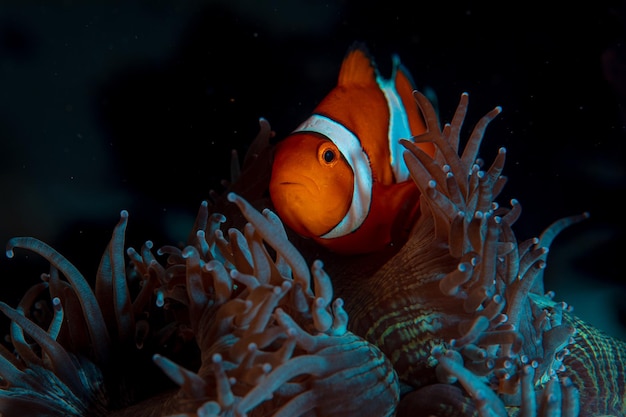 clown fish swims in animonia reefs