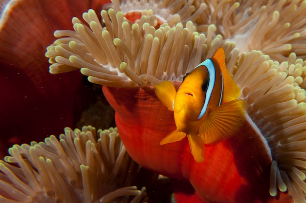 赤いイソギンチャクの中の赤いピエロの魚