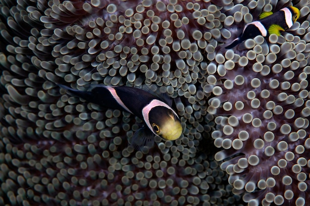 흰 동가리 - Amphiprion clarkii. 발리의 바다 생활.