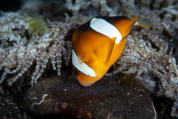 Photo clownfish - amphiprion clarkii takes care of eggs. underwater world of bali.