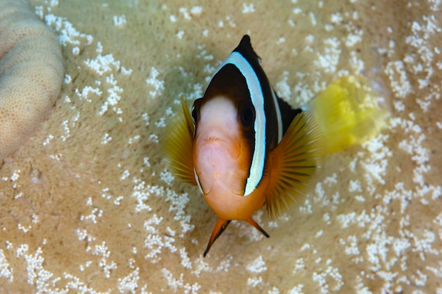 흰 동가리 - Amphiprion clarkii. 발리의 수중 세계.