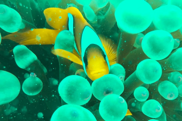 A clownfish Amphiprion Ocellaris . Yellow fish with black and white stripes in the Red Sea