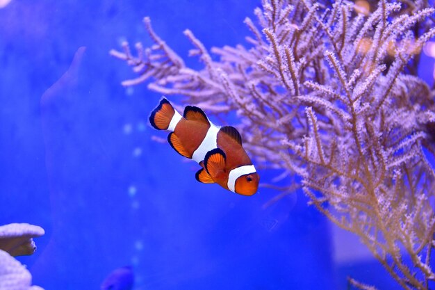 Clownfish Amphiprioninae in aquarium tank with reef as background