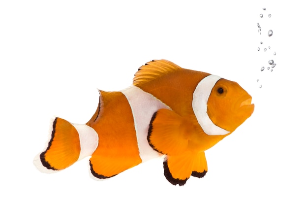 Clownfish in front on a white wall