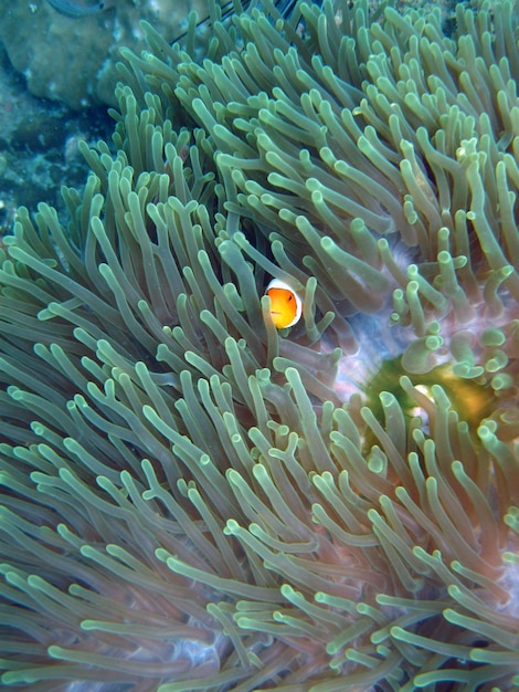 Foto pesce clown all'anemone verde in mare