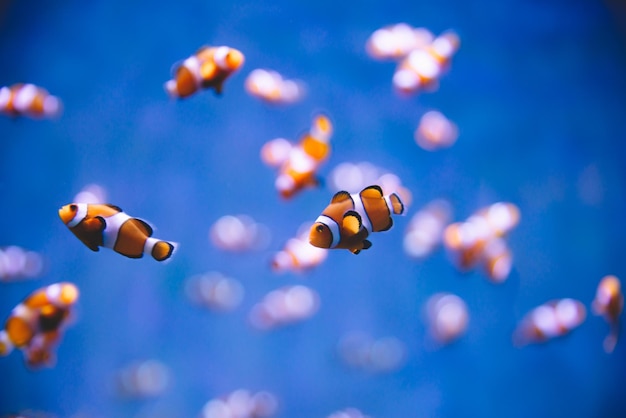 Clownfish in the ocean