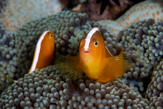 Photo clownfish - orange anemonefish - amphiprion sandaracinos in a sea anemone. sea life of bali.