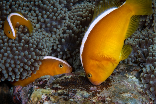 Photo clownfish - orange anemonefish amphiprion sandaracinos takes care of eggs.