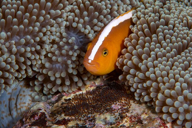 Clownfish - Orange Anemonefish Amphiprion sandaracinos takes care of eggs.