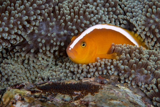 Photo clownfish - orange anemonefish amphiprion sandaracinos takes care of eggs.