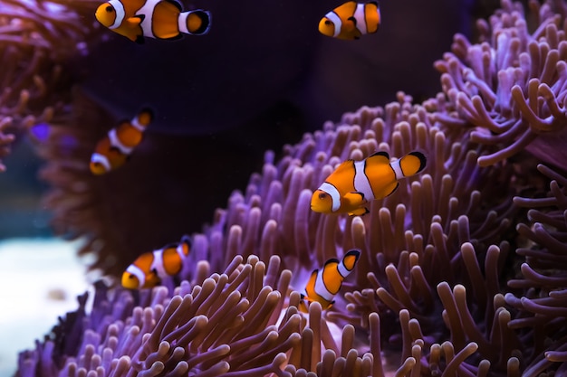 Clownfish and sea anemone