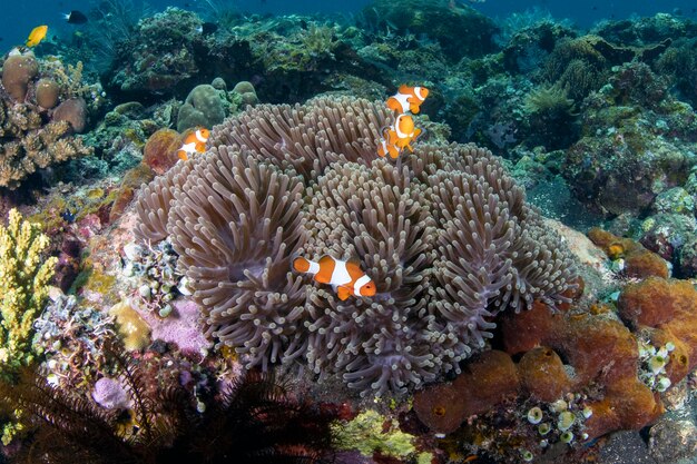 Photo clownfish in a sea anemone