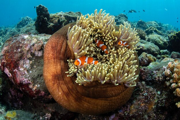 Foto pesce clown in un'anemone di mare