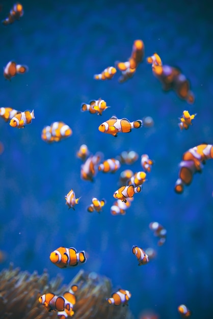 Pesce pagliaccio nel mare