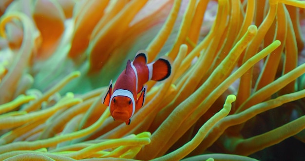 写真 カクレクマノミはサンゴ礁のイソギンチャクで泳ぎます紅海またはツーバンドクマノミ海洋魚は野生の藻や動物プランクトンを食べますポム中心虫科のクローズアップ高品質映像