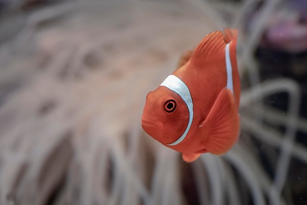 Clownfish swimming at the coral reef