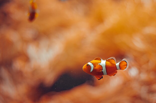 Foto pesce pagliaccio. meraviglioso mondo sottomarino in colore arancione