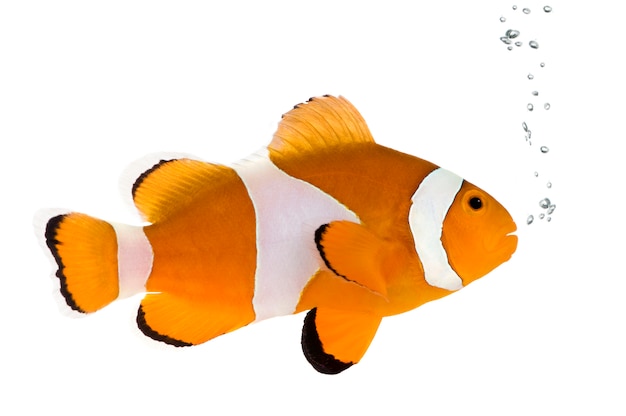 Clownfish vooraan op een witte muur