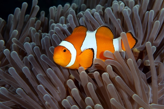 Clownfish - Western Anemonefish - Amphiprion ocellaris die in een anemoon leeft. Bali.