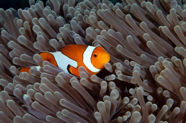 Clownfish - Western Anemonefish - Amphiprion ocellaris living in an anemone. Bali.