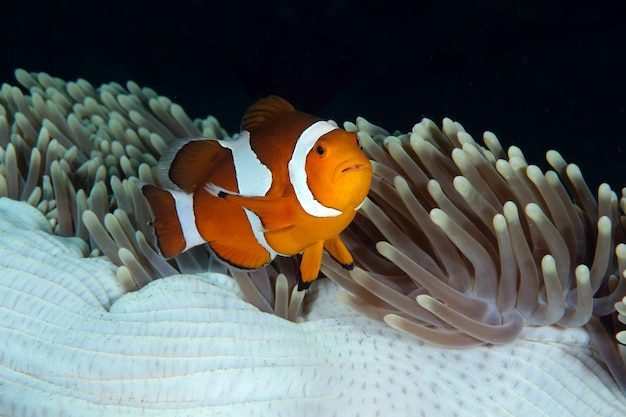 Clownfish - Western Anemonefish - Amphiprion ocellaris living in an anemone. Bali.