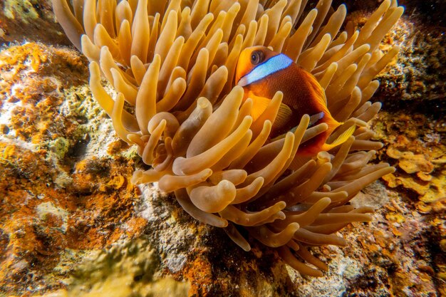 Foto clownvis in de rode zee kleurrijke en prachtige eilat israël ae