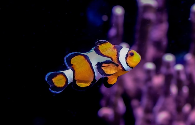 Clownvis op de bodem van een aquarium