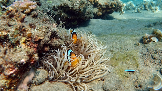 Clownvissen amphiprion (Amphiprioninae). Rode zee clownvis. Nemo.