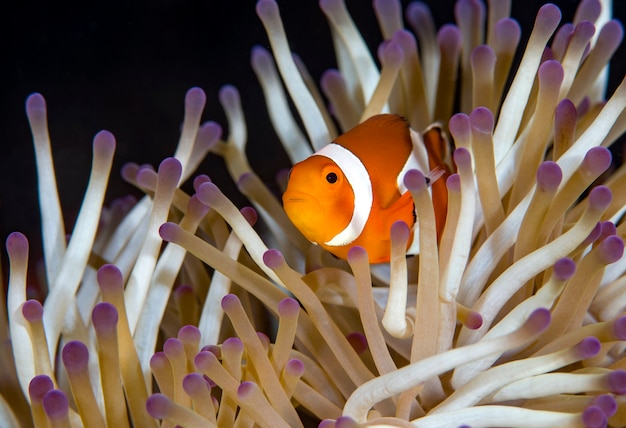 Clownvissen leven in een anemoon Onderwaterwereld van Bali