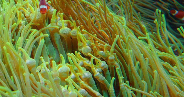 Clownvissen zwemmen in anemonen op koraalriffen Rode Zee of tweebande anemoonvissen Zeevissen voeden zich in het wild met algen en zooplankton Familie Pomacentridae Closeup beeldmateriaal van hoge kwaliteit Niemand
